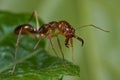 Red trap-jaw ant Royalty Free Stock Photo