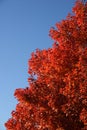 Red tree