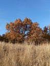 a red tree against a blue sky Royalty Free Stock Photo