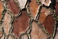 Red tree bark with high lip edges Royalty Free Stock Photo