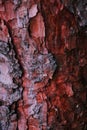 Red tree bark, spruce, texture, background