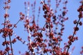 Red Tree Blossom Buds Growing On Branches Against The Blue Sky Royalty Free Stock Photo