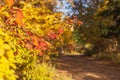 Red tree branches on country road with fallen dry leaves in the autumn forest at sunny day, yellow fall landscape Royalty Free Stock Photo