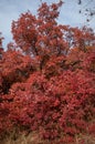 Red tree of Cotinus. Grace smokebush or smoketree (Cotinus Grace). Vertical orientation Royalty Free Stock Photo