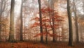 Red tree in dreamy foggy woodlands Royalty Free Stock Photo