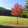 Red Tree in Fall/Autumn