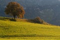 Red tree in the fields in an automnal landscape Royalty Free Stock Photo