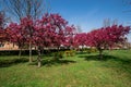 Red tree flowers