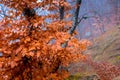 Red tree foliage closeup, autumn landscape in the mountains Royalty Free Stock Photo