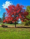 Red tree 05, Digital Art by Afonso Farias