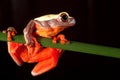 red tree frog tropical amazon rain forest big eyes