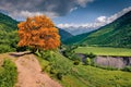 Red tree among green hiils. Royalty Free Stock Photo