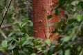 Red tree in green leaves