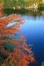 Red Tree on Lake Minnewaska Royalty Free Stock Photo