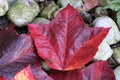 Red leaf