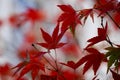 Red tree leaves in autumn in the nature Royalty Free Stock Photo