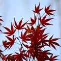 Red tree leaves in autumn in the nature Royalty Free Stock Photo