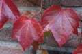 Red Leaves