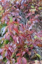 Red ivy leaves