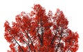 Red tree leaves with black branches isolated on a white background