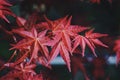 Red tree leaves in the nature in springtime Royalty Free Stock Photo