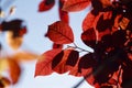 Red tree leaves texture in springtime Royalty Free Stock Photo