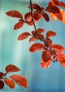 Red tree leaves texture in springtime Royalty Free Stock Photo