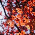 Red tree leaves texture in springtime Royalty Free Stock Photo