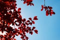 Red tree leaves texture in springtime Royalty Free Stock Photo