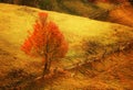 Red tree  in the mountains, remarkable autumn colors in the mountain forest Royalty Free Stock Photo