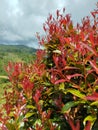 Red tree. Ornamental tree. Leaf. Scenery. Mountain Royalty Free Stock Photo