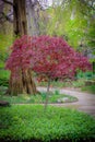 Tree with red leaves in a park at the Rockefeller greenhouse & park in Cleveland, Ohio Royalty Free Stock Photo