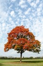 Red tree in in the park Royalty Free Stock Photo