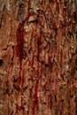 Red tree sap close up Royalty Free Stock Photo