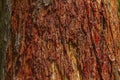 Red tree sap close up Royalty Free Stock Photo