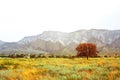 Red tree in the savannah. The mountains. Yellow grass. Landscape