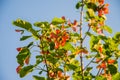 Red seeds of a tree Royalty Free Stock Photo