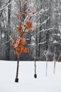 Red tree in snow Royalty Free Stock Photo