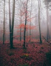 Red tree stands out in a mysterious foggy forest, creating a surreal atmosphere Royalty Free Stock Photo