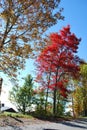 Red tree in the Vermont Foliage, United States Royalty Free Stock Photo