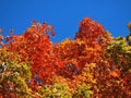 Red tree in the Vermont Foliage, United States. Royalty Free Stock Photo