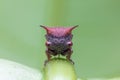 Red treehopper Royalty Free Stock Photo