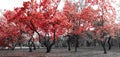 Red trees in a surreal black and white forest landscape scene in Central Park, New York City Royalty Free Stock Photo