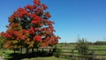 Red treet on a blue sky