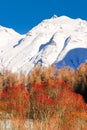 Red treetops in front of snowy mountains