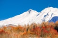 Red treetops in front of snowy mountains