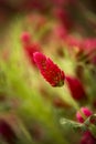 Red trefoil flower