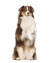 red tricolor Australian shepherd begging on hind its legs, isolated on white