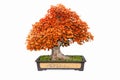 Red trident maple bonsai tree isolated Royalty Free Stock Photo