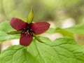 Red Trillium on the hiking trail in Algonquin Park Royalty Free Stock Photo